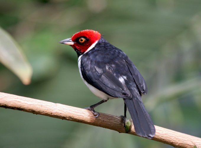 Wallpaper Paroaria gularis, South America, Red capped Cardinal, bird, eyes, nature, green, tourism, Animals 412119909
